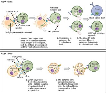 CD4 and CD8 T cell functions