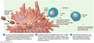 Activated and resting macrophages