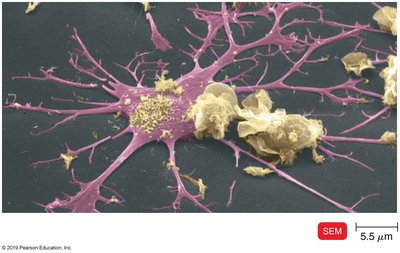 APC presenting antigen to T helper cell