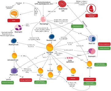 Cytokine network in immune responses