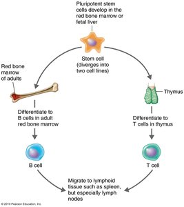 Development of B and T cells from stem cells
