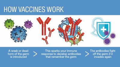 How vaccines work