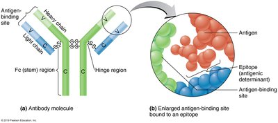 Antibody structure and antigen-binding site