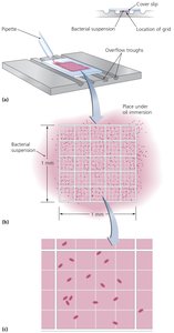 Microscopic count using a hemocytometer