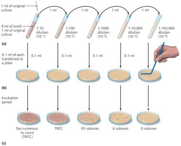 Serial dilution and viable plate count