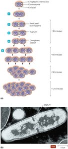 Binary fission in bacteria