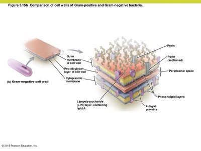 Gram-negative cell wall structure