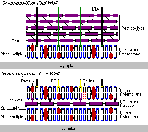 Comparison of Gram-positive and Gram-negative cell walls