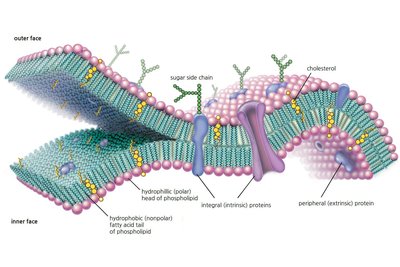 Fluid mosaic model of membrane structure