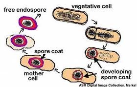 Endospore formation
