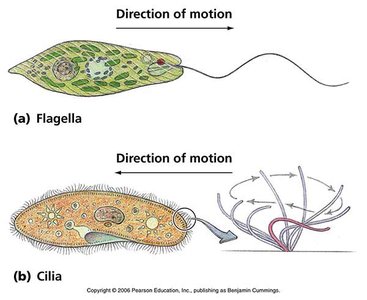 Eukaryotic cell nucleus structure