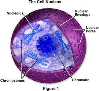Endoplasmic reticulum structure