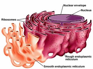 Golgi apparatus structure