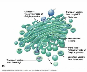 Mitochondrion structure