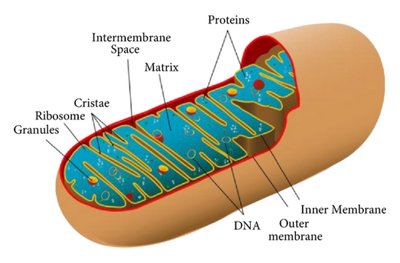 Chloroplast structure
