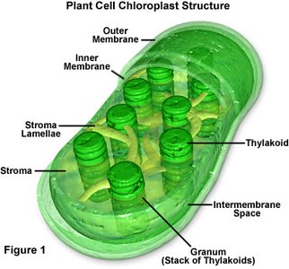 Flagella and cilia motion