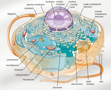 Structure of a eukaryotic cell