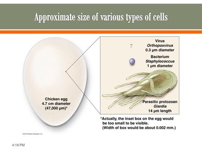 Approximate size of various types of cells