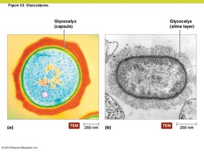 Glycocalyx capsule and slime layer