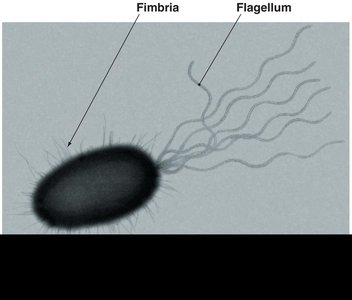 Fimbriae and flagellum on a bacterium