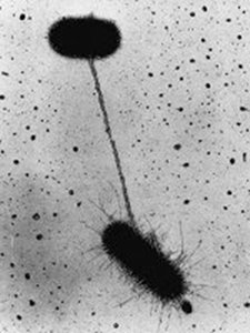 Bacterial conjugation via pilus
