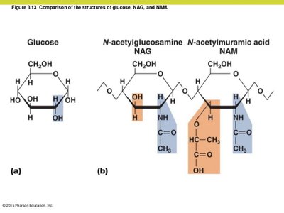 Structures of glucose, NAG, and NAM