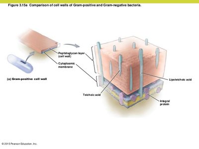 Gram-positive cell wall structure