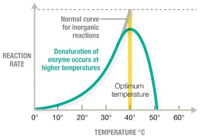 Effect of temperature on enzyme activity