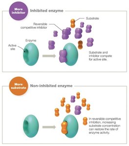 Competitive inhibition diagram