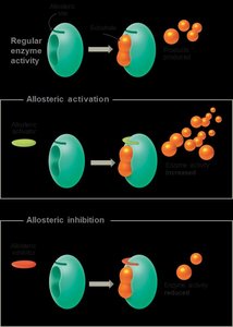 Allosteric regulation diagram
