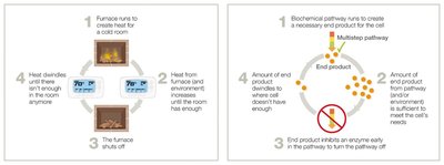 Feedback inhibition diagram