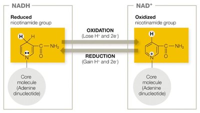 NADH and NAD+ redox diagram