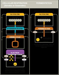 Comparison of cellular respiration and fermentation pathways