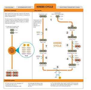 Krebs cycle diagram