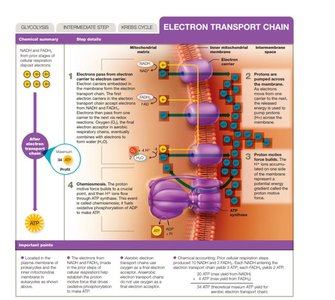 Electron transport chain diagram