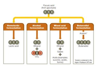 Fermentation pathway end products