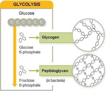 Glycogen and peptidoglycan biosynthesis from glycolysis intermediates
