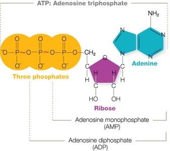 Structure of ATP