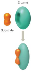 Induced fit model of enzyme-substrate binding