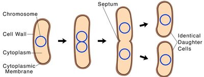 Binary fission in bacteria