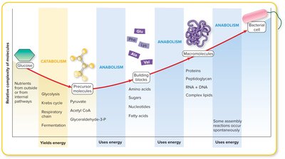 Metabolic pathways overview