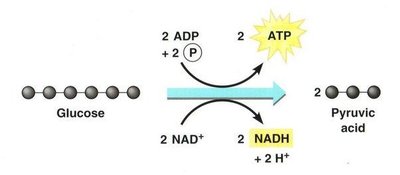 Glycolysis pathway
