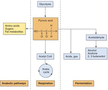 Pyruvate metabolic fates