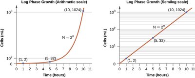 Log phase growth on arithmetic and semilog scales