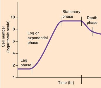 Bacterial growth curve phases