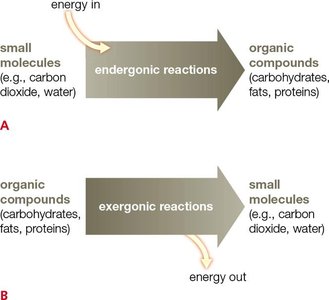 Endergonic and exergonic reactions