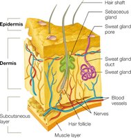 Cross-section of skin showing epidermis, dermis, and subcutaneous layer with associated structures