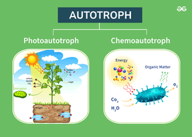 Diagram of photoautotroph and chemoautotroph