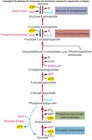 Gluconeogenesis pathway diagram