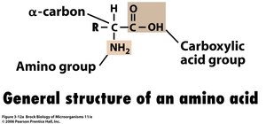 General structure of an amino acid